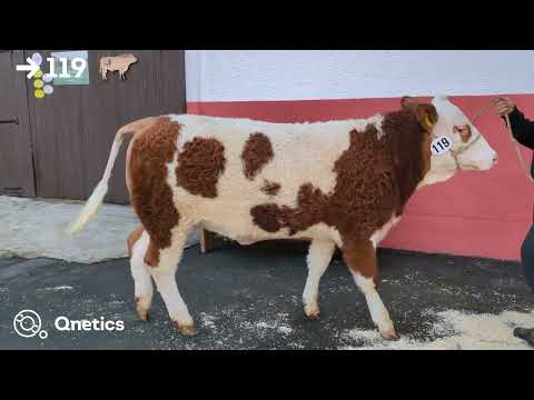 Fleischrindertage Katalognummer 119