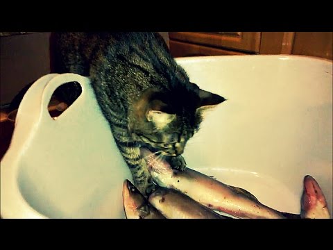 The cat loves fish