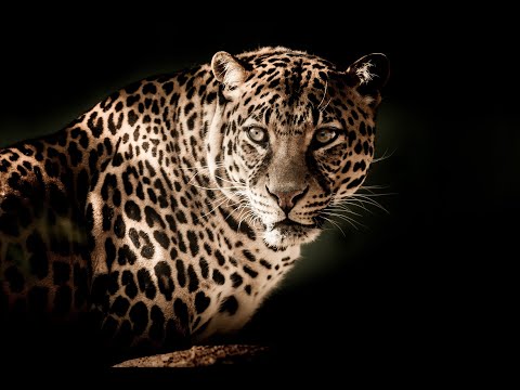 8K African Nature and Wildlife of Sanbona Wildlife Reserve - Relaxation Video & Sounds of Africa