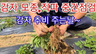 감자비료 추비,중거름주고 직파와모종으로 심은차이 수미감자,두백감자,홍감자 노란감자 주말농장,텃밭 전원일기 귀…