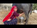 Buffalo Milking By Hand Village Life Vlogs Deepika Meena Buffalo Milking Trending Video