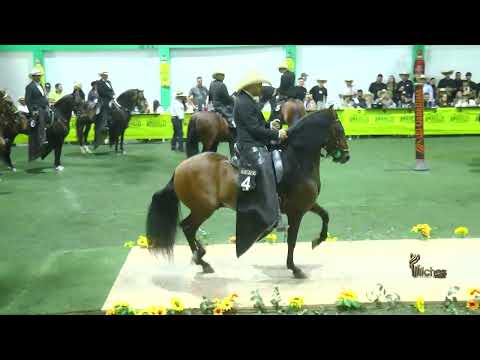 BALIN DE MADAGASCAR, GRAN CAMPEÓN TROCHA COLOMBIANA ARANZAZU CALDAS GRADO B 2026