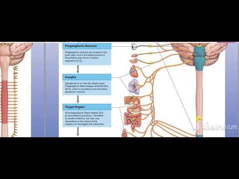 Glossopharyngeal intro 1