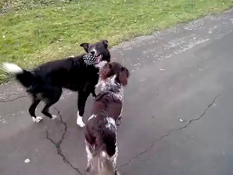 + 20.3.2016 Ruhe in Frieden süßer Border Collie Rocky.