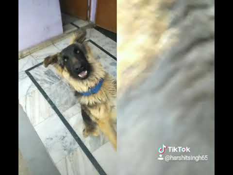 jarman sherfad to quilty