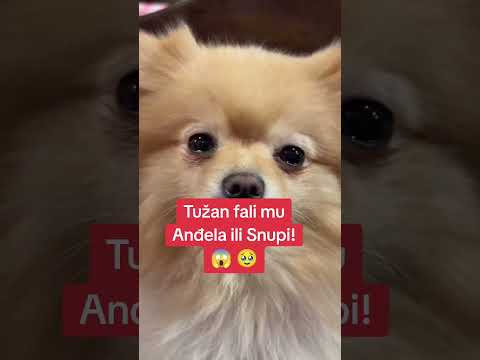 Anđela mu fali ili Snupi! zadruga uzivo