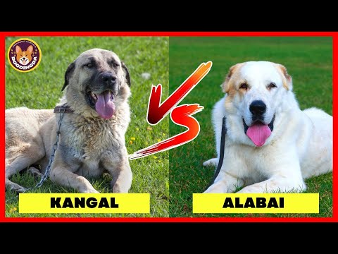 Kangal VS  Alabai | Anatolian Shepherd VS Central Asian Shepherd - @DogDingDa