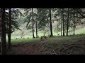 Ghiocelul Guest House Deer Reservation And Nature Avrig Romania