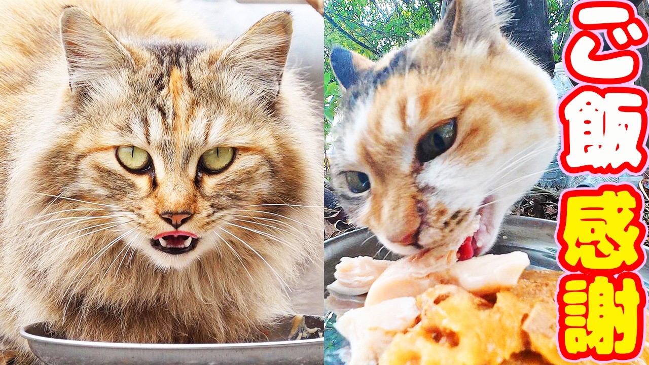 自ら孤独を選び生きる猫と長毛モフモフ猫にご飯をあげると・・・さくらねこへのエサやり【視聴だけでも猫を助けることになります】支援者様 視聴者様 猫たちに神のご加護を！野良猫の感動猫動画