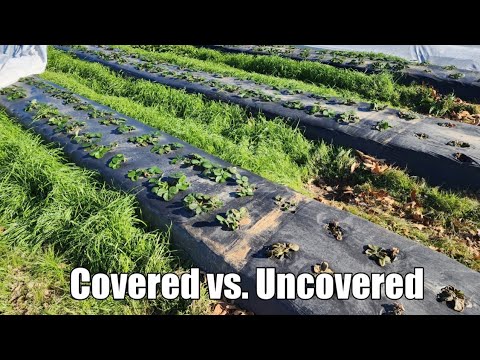 Row Cover Explained! Winter vs. Spring Protection!