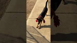 Video preview image #1 Gerberian Shepsky Puppy For Sale in Corona, CA, USA