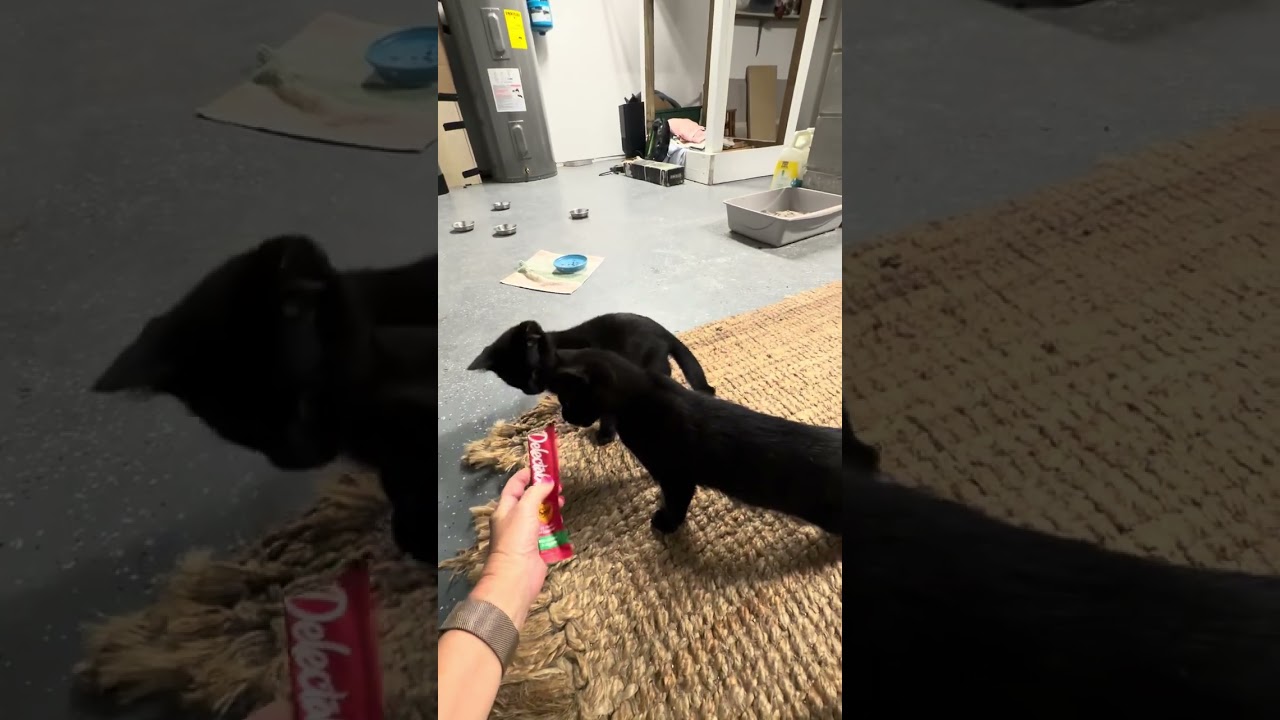 Enlarge Sapphire, a ADOPTABLE Russian Blue in Hilton Head Island, SC video 5/5