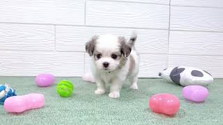 ハーフ犬の動画01