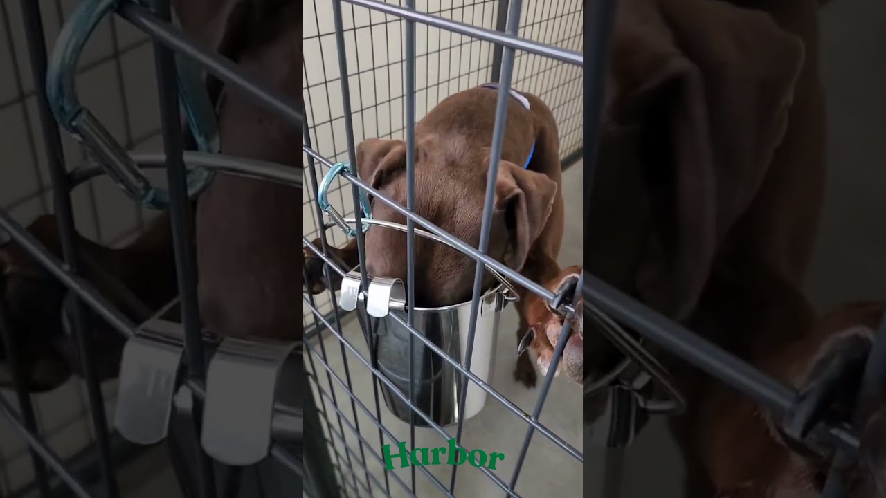 Harbor (MR26-148), a Adoptable Catahoula Leopard Dog in Peyton, CO video 6/6