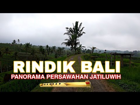 RINDIK BALI MENYEJUKAN HATI | PEMANDANGAN INDAH PERSAWAHAN JATILUWIH BALI