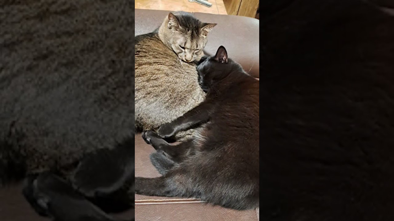 Danny and Lilbit, a Adoptable Domestic Short Hair in Charlotte, NC video 6/6