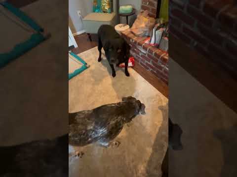 Donatello puts Raphael’s patience to the test!