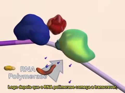 Processamento do mRNA pt BR