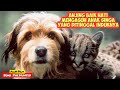 Kisah Anjing Baik Hati Yang Menyelamatkan Anak Singa Dan Mengasuhnya Di Hutan Alur Cerita Film