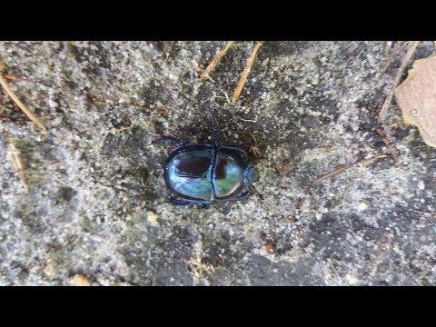 DO PROSTEGO CZŁOWIEKA Juliana Tuwima muz i wyk: Cezary Stawski - Vedamir  ( 587 )