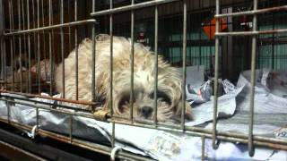 Red & JoJo (K.A.P.S. shelter Shids getting ready for a new life).wmv