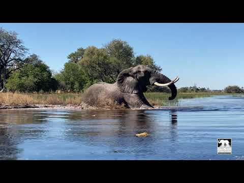 Jabu the elephant's  boisterous swim | Living With Elephants Foundation | Botswana