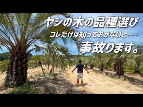 園芸 竹ヤシ、チャイニーズヤシ