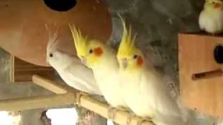 preview picture of video 'cockatiel IN DAHARKI .'