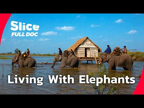 Vietnam’s Mnongs and Their Sacred Bond With Elephants | FULL DOCUMENTARY