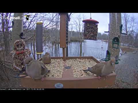 Mourning Doves Pose For Cam On The Cornell Feeders – Dec. 5, 2017