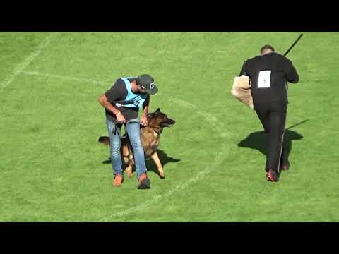 2021 SV BSZS TSB 1144 EZ King George von Arlett