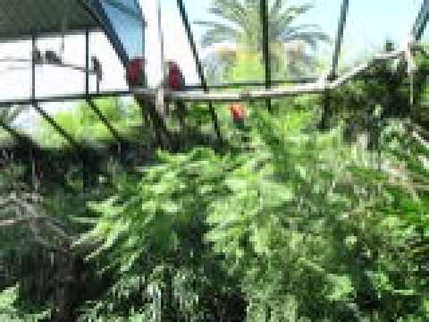 Jaulita de los guacamayos.