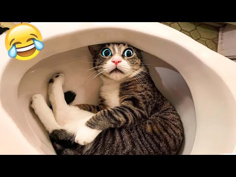 1 heure essayer de ne pas rire meilleurs chiens et chats drôles partie 13
