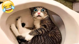 1 heure essayer de ne pas rire meilleurs chiens et chats drôles partie 13