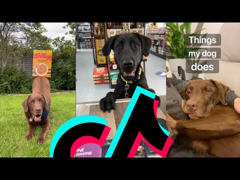 The Coolest Labrador TikTok Compilation | Dogs Of TikTok