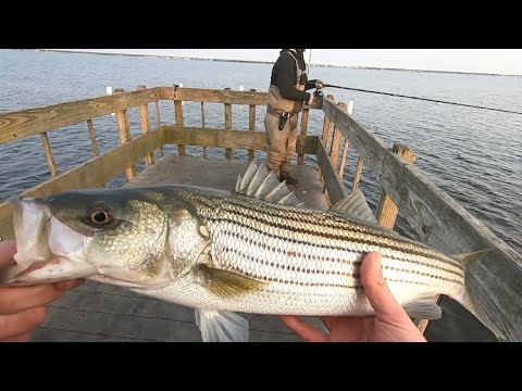 Striper Fishing Barnegat Bay NJ