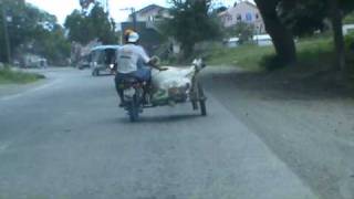 preview picture of video 'philipine Cow on a tricycle. Caught by a welshman.'