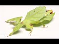 These Giant Leaf Insects Will Sway Your Heart Deep Look
