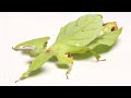 These Giant Leaf Insects Will Sway Your Heart | Deep Look