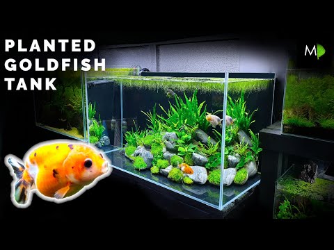 goldfish proof plants