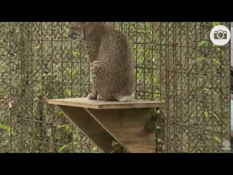 Huntress Claws 2016 07 30