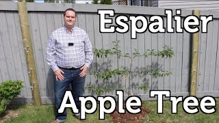 Espalier Apple Tree How to Plant and Trellis for Small Space Gardens