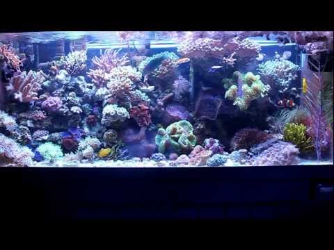 Most Simple Reef Tank (75 Gallon)