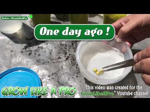 How To Grow Peas - Part 1 ( Martha Stewart brand peas  )