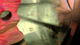 A midnite marbled crayfish clone crawl, mom visits her cloned offspring.