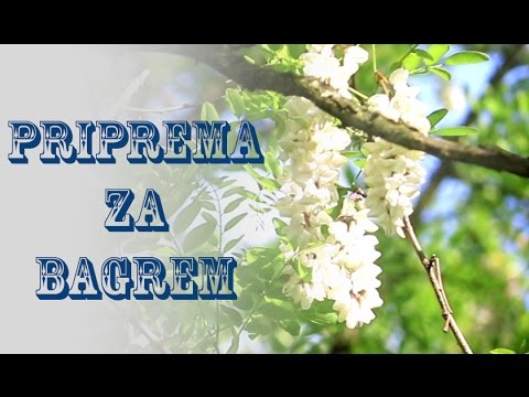 Pčelarstvo - priprema za bagrem