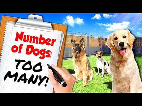 I Opened a Dog Shelter for HUNDREDS of Dogs... (NOT A PRISON)