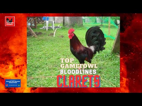 TOP GAMEFOWL BLOODLINES | CLARETS.