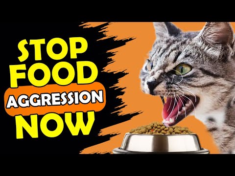 HOW TO STOP FOOD AGGRESSION IN KITTENS?
