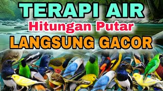 Download lagu HITUNGAN DETIK BURUNG MACET KEMBALI GACOR, TERAPI AIR UNTUK SEMUA JENIS BURUNG MACET BUNYI mp3 Download lagu HITUNGAN DETIK BURUNG MACET KEMBALI GACOR, TERAPI AIR UNTUK SEMUA JENIS BURUNG MACET BUNYI mp3